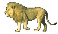 un lion